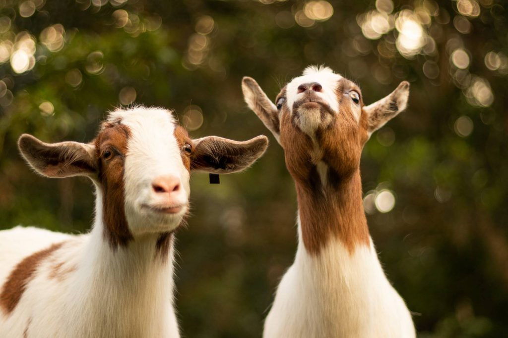 Goats